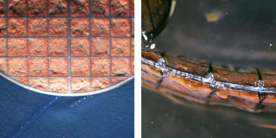 Z-carriers demonstrating a controlled biofilm thickness of anammox bacteria - top view (left) and cross section (right). © AnoxKaldnes, 2020